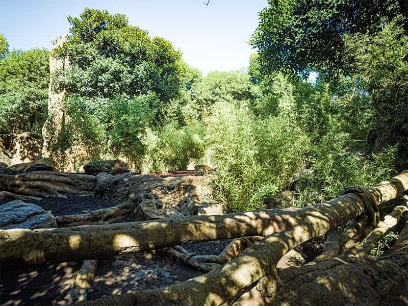 Зона Упавшее дерево в Биопарке Валенсии