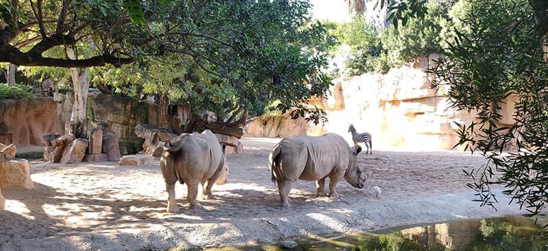 Белые носороги в Биопарке Валенсии, зона саванна