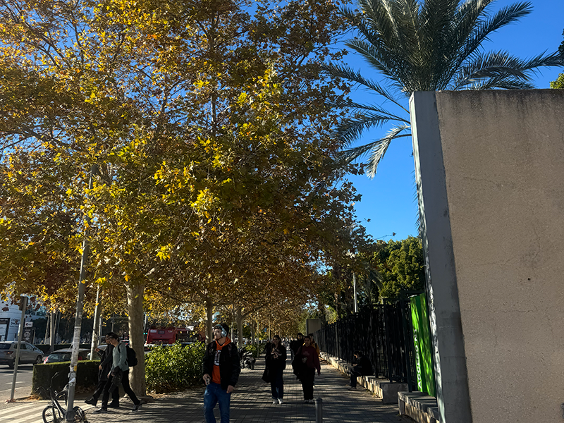 Тенистая улица в районе Algirós (Валенсия): широкий тротуар с деревьями и пальмой, люди идут вдоль аллеи в солнечный день.