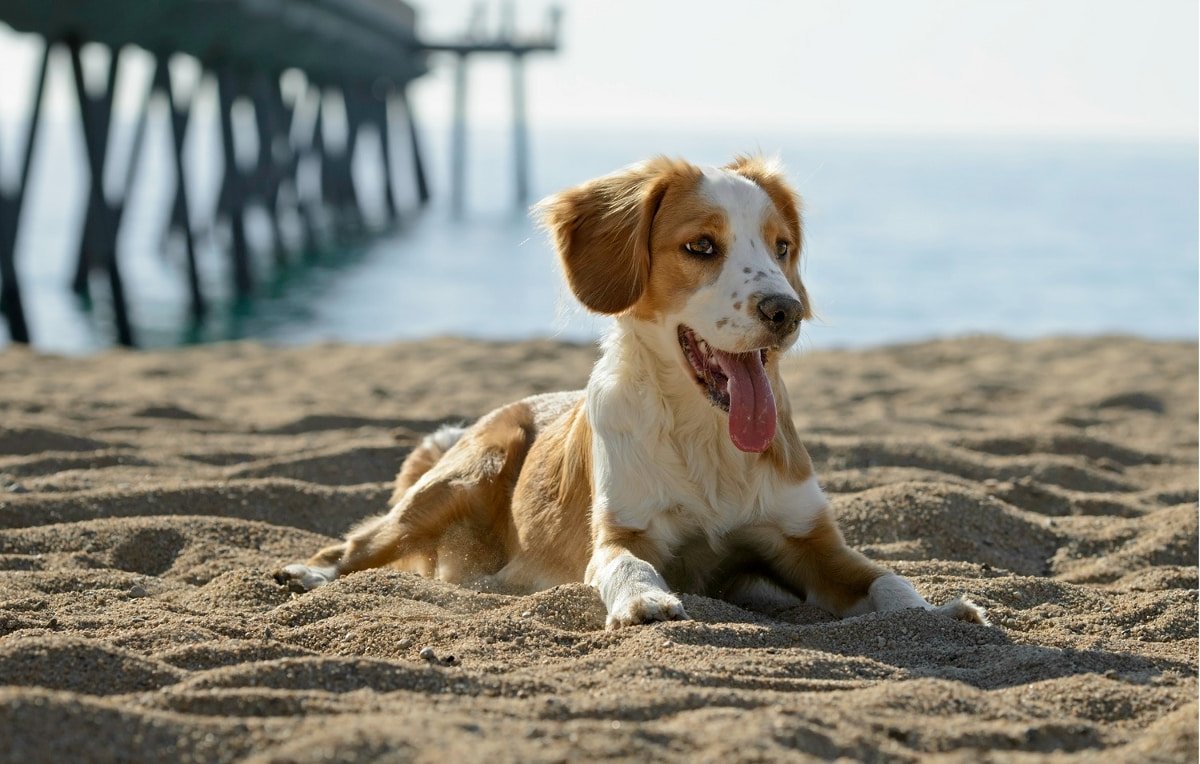 Испанские издания выбрали лучшие пляжи для собак в Валенсийском сообществе