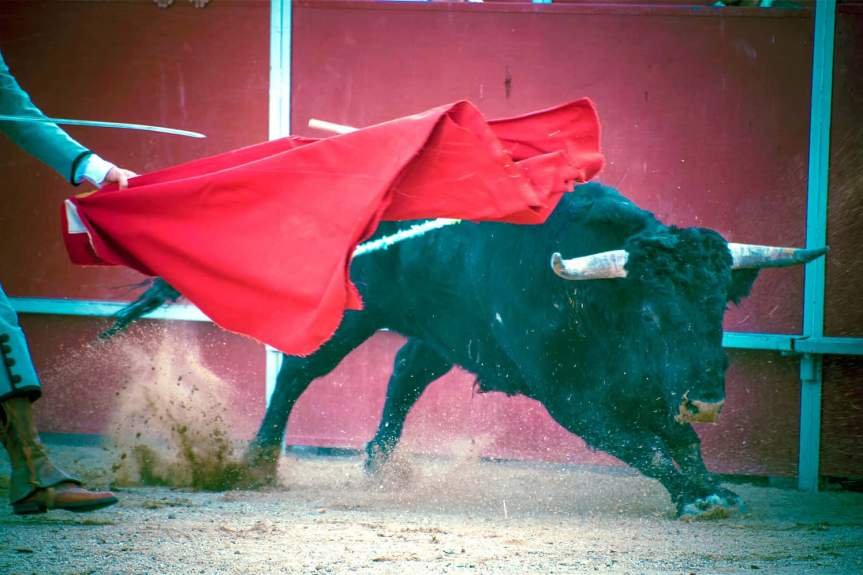 Коррида - бой быка и тореадора: история и запреты самого спорного зрелища в Испании фото