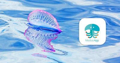 Приложение MedusApp – новый способ узнать о присутствии медуз на пляжах